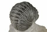 Curled Morocops Trilobite Fossil - Excellent Detail #204249-4